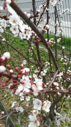 Großfrüchtige / Essbare Blutpflaume 'Trailblazer' / 'Hollywood' -Günstiges Erd Seele Geschäft grossfruechtige essbare blutpflaume trailblazer hollywood m000044 672480 1