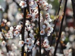 Großfrüchtige / Essbare Blutpflaume 'Trailblazer' / 'Hollywood' -Günstiges Erd Seele Geschäft grossfruechtige essbare blutpflaume trailblazer hollywood m000044 w 1