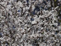 Großfrüchtige / Essbare Blutpflaume 'Trailblazer' / 'Hollywood' -Günstiges Erd Seele Geschäft grossfruechtige essbare blutpflaume trailblazer hollywood m000044 w 2