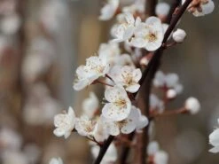 Großfrüchtige / Essbare Blutpflaume 'Trailblazer' / 'Hollywood' -Günstiges Erd Seele Geschäft grossfruechtige essbare blutpflaume trailblazer hollywood m000044 w 3