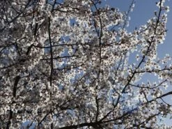 Großfrüchtige / Essbare Blutpflaume 'Trailblazer' / 'Hollywood' -Günstiges Erd Seele Geschäft grossfruechtige essbare blutpflaume trailblazer hollywood m000044 w 5