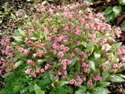 Großgeflecktes Lungenkraut 'Bubble Gum'