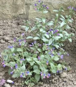 Großgeflecktes Lungenkraut 'Majeste' 29 Großgeflecktes Lungenkraut 'Majeste' -Günstiges Erd Seele Geschäft grossgeflecktes lungenkraut majeste m060101 703685 0