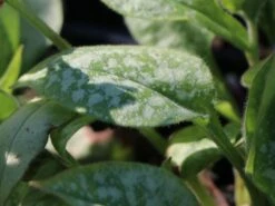 Großgeflecktes Lungenkraut 'Majeste' 19 Großgeflecktes Lungenkraut 'Majeste' -Günstiges Erd Seele Geschäft grossgeflecktes lungenkraut majeste m060101 w 0