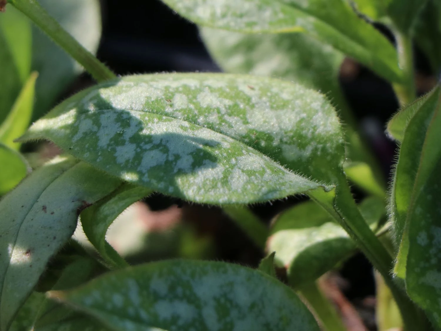 Großgeflecktes Lungenkraut 'Majeste' 6 Großgeflecktes Lungenkraut 'Majeste' – Bild 4