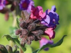 Großgeflecktes Lungenkraut 'Majeste' 24 Großgeflecktes Lungenkraut 'Majeste' -Günstiges Erd Seele Geschäft grossgeflecktes lungenkraut majeste m060101 w 1