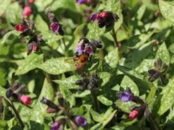Großgeflecktes Lungenkraut 'Majeste' 20 Großgeflecktes Lungenkraut 'Majeste' -Günstiges Erd Seele Geschäft grossgeflecktes lungenkraut majeste m060101 w 10