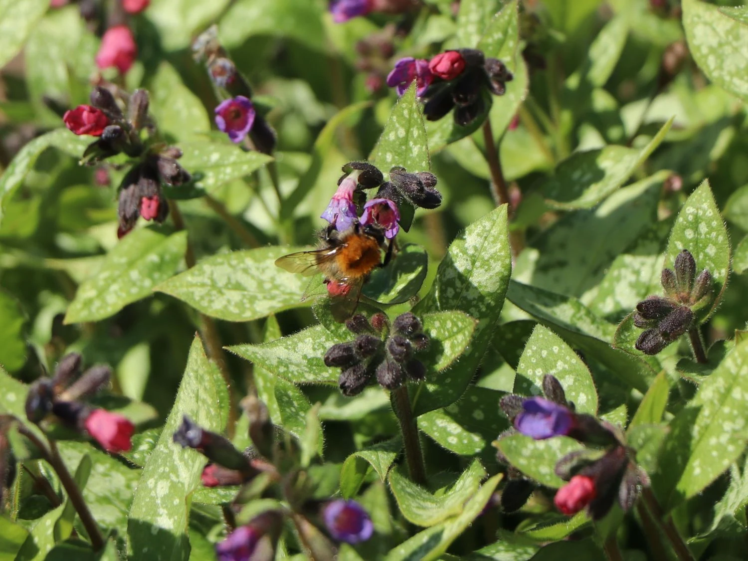 Großgeflecktes Lungenkraut 'Majeste' 7 Großgeflecktes Lungenkraut 'Majeste' – Bild 5