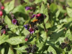 Großgeflecktes Lungenkraut 'Majeste' 27 Großgeflecktes Lungenkraut 'Majeste' -Günstiges Erd Seele Geschäft grossgeflecktes lungenkraut majeste m060101 w 11