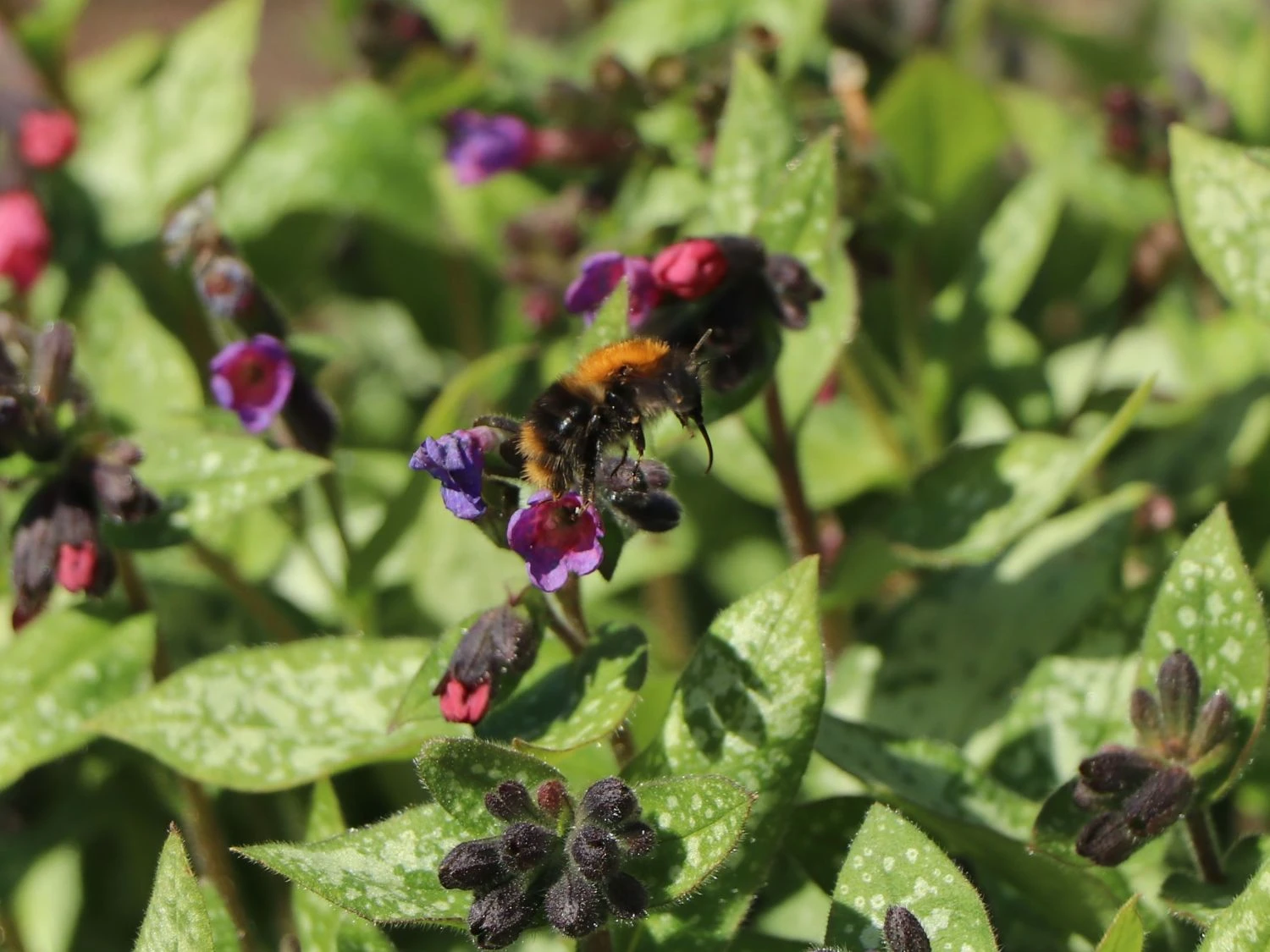 Großgeflecktes Lungenkraut 'Majeste' 14 Großgeflecktes Lungenkraut 'Majeste' – Bild 12