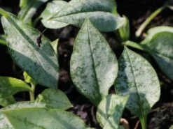 Großgeflecktes Lungenkraut 'Majeste' 22 Großgeflecktes Lungenkraut 'Majeste' -Günstiges Erd Seele Geschäft grossgeflecktes lungenkraut majeste m060101 w 2