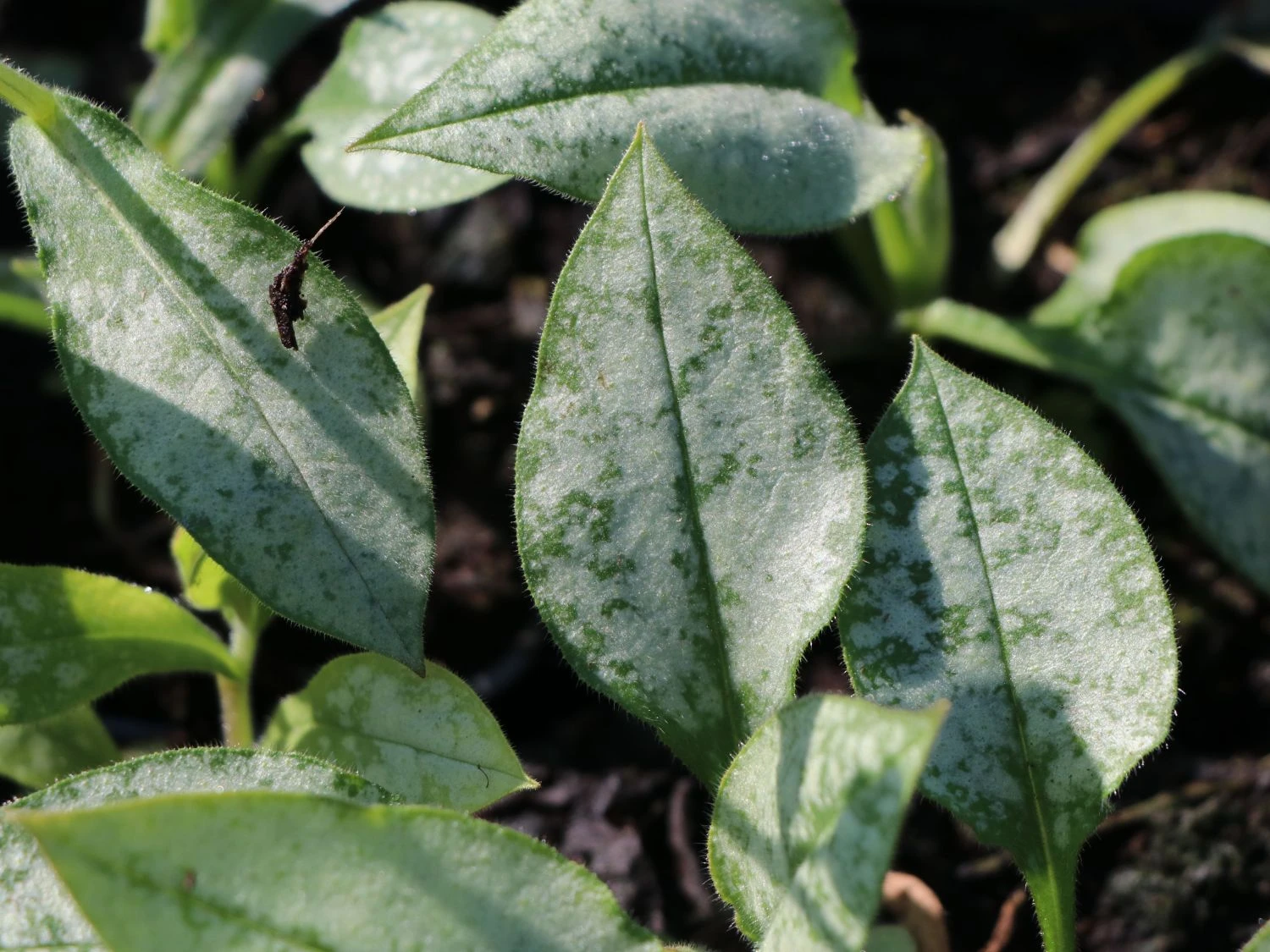 Großgeflecktes Lungenkraut 'Majeste' 9 Großgeflecktes Lungenkraut 'Majeste' – Bild 7