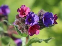 Großgeflecktes Lungenkraut 'Majeste' 25 Großgeflecktes Lungenkraut 'Majeste' -Günstiges Erd Seele Geschäft grossgeflecktes lungenkraut majeste m060101 w 3