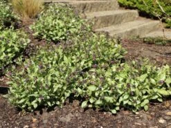 Großgeflecktes Lungenkraut 'Majeste' 26 Großgeflecktes Lungenkraut 'Majeste' -Günstiges Erd Seele Geschäft grossgeflecktes lungenkraut majeste m060101 w 4