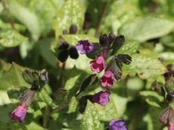 Großgeflecktes Lungenkraut 'Majeste' 28 Großgeflecktes Lungenkraut 'Majeste' -Günstiges Erd Seele Geschäft grossgeflecktes lungenkraut majeste m060101 w 5