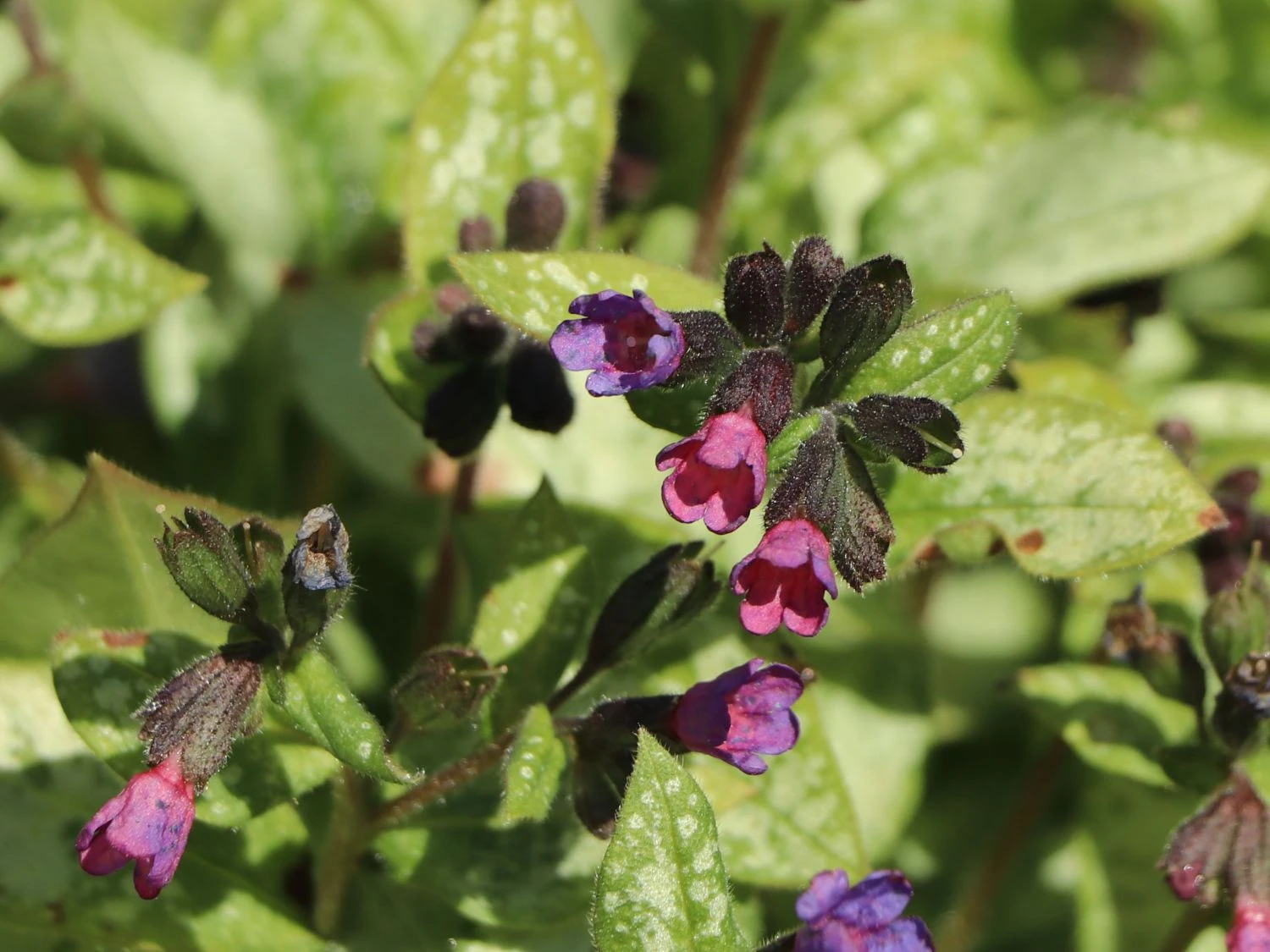 Großgeflecktes Lungenkraut 'Majeste' 15 Großgeflecktes Lungenkraut 'Majeste' – Bild 13