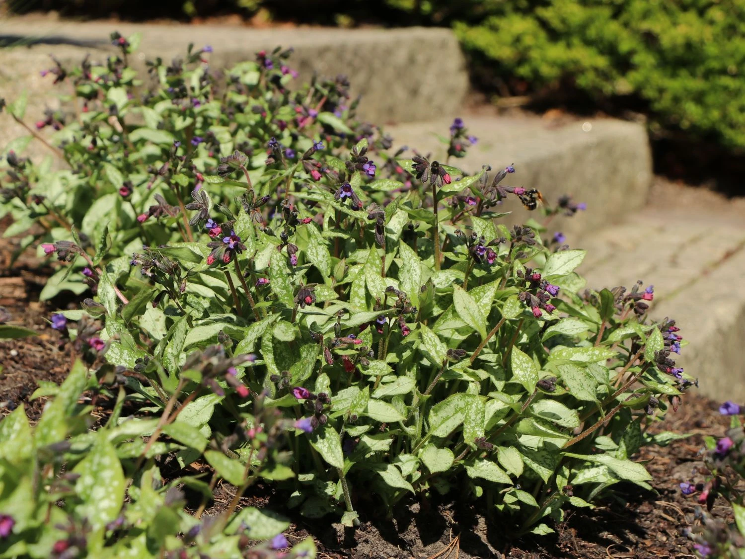Großgeflecktes Lungenkraut 'Majeste' 4 Großgeflecktes Lungenkraut 'Majeste' – Bild 2