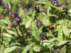 Großgeflecktes Lungenkraut 'Majeste' 21 Großgeflecktes Lungenkraut 'Majeste' -Günstiges Erd Seele Geschäft grossgeflecktes lungenkraut majeste m060101 w 7