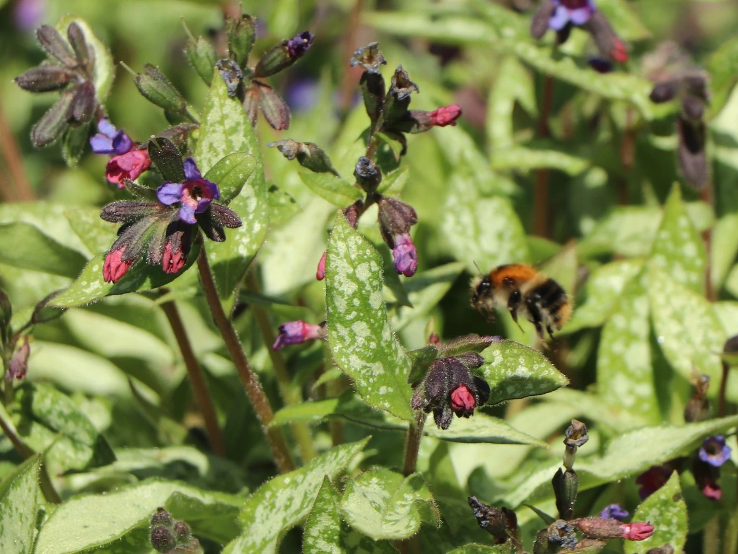 Großgeflecktes Lungenkraut 'Majeste' 8 Großgeflecktes Lungenkraut 'Majeste' – Bild 6