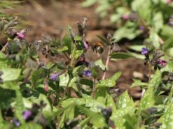 Großgeflecktes Lungenkraut 'Majeste' 23 Großgeflecktes Lungenkraut 'Majeste' -Günstiges Erd Seele Geschäft grossgeflecktes lungenkraut majeste m060101 w 8