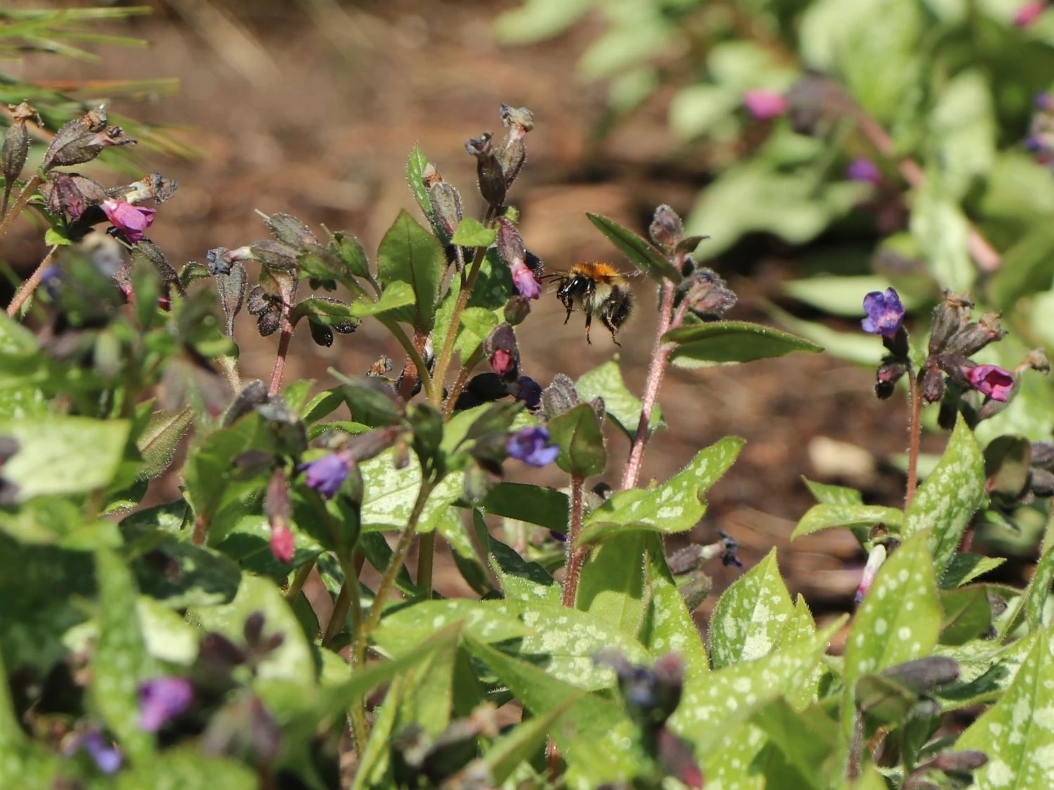 Großgeflecktes Lungenkraut 'Majeste' 10 Großgeflecktes Lungenkraut 'Majeste' – Bild 8