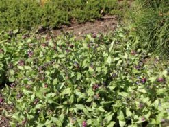 Großgeflecktes Lungenkraut 'Majeste' 18 Großgeflecktes Lungenkraut 'Majeste' -Günstiges Erd Seele Geschäft grossgeflecktes lungenkraut majeste m060101 w 9