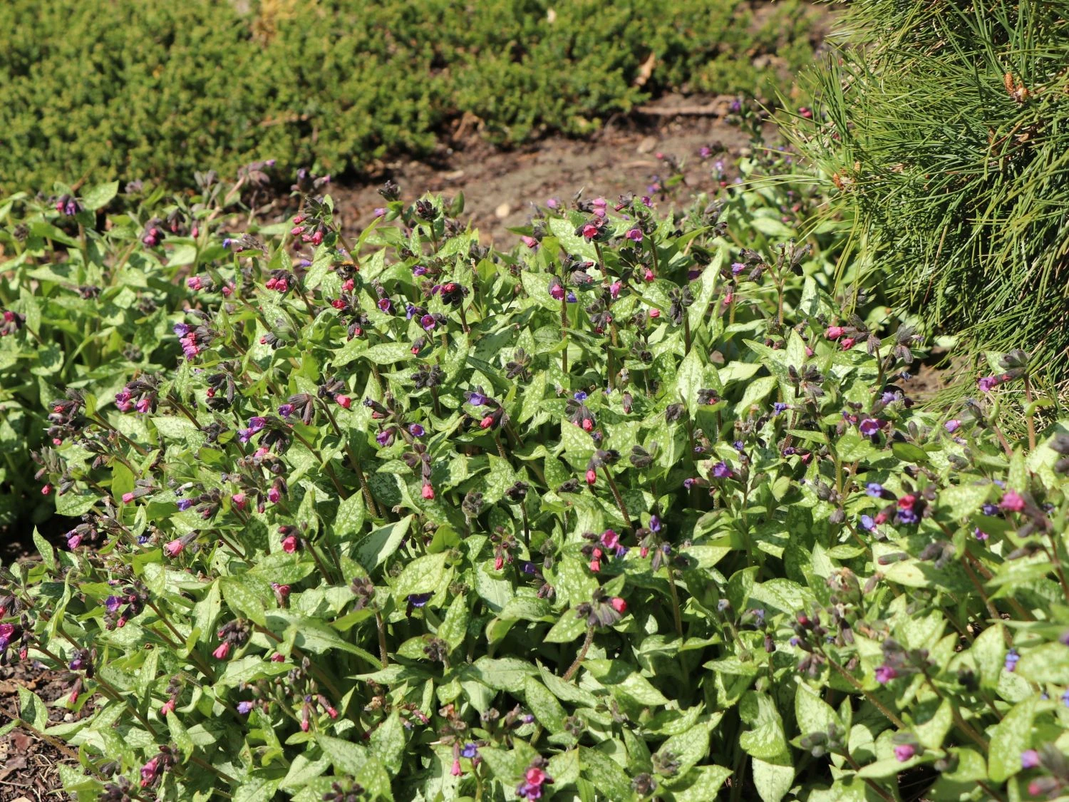 Großgeflecktes Lungenkraut 'Majeste' 5 Großgeflecktes Lungenkraut 'Majeste' – Bild 3