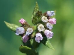 Großgeflecktes Lungenkraut 'Opal' -Günstiges Erd Seele Geschäft grossgeflecktes lungenkraut opal m060109 w 0