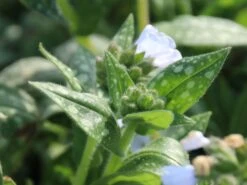 Großgeflecktes Lungenkraut 'Opal' -Günstiges Erd Seele Geschäft grossgeflecktes lungenkraut opal m060109 w 1