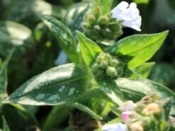 Großgeflecktes Lungenkraut 'Opal' -Günstiges Erd Seele Geschäft grossgeflecktes lungenkraut opal m060109 w 2