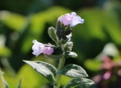Großgeflecktes Lungenkraut 'Opal' -Günstiges Erd Seele Geschäft grossgeflecktes lungenkraut opal m060109 w 3