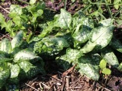 Großgeflecktes Lungenkraut 'Opal' -Günstiges Erd Seele Geschäft grossgeflecktes lungenkraut opal m060109 w 6