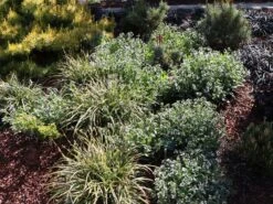 Großgeflecktes Lungenkraut 'Opal' -Günstiges Erd Seele Geschäft grossgeflecktes lungenkraut opal m060109 w 7