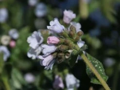 Großgeflecktes Lungenkraut 'Opal' -Günstiges Erd Seele Geschäft grossgeflecktes lungenkraut opal m060109 w 8