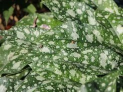 Großgeflecktes Lungenkraut 'Trevi Fountain' ® -Günstiges Erd Seele Geschäft grossgeflecktes lungenkraut trevi fountain m060112 w 0