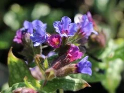 Großgeflecktes Lungenkraut 'Trevi Fountain' ® -Günstiges Erd Seele Geschäft grossgeflecktes lungenkraut trevi fountain m060112 w 2