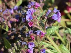 Großgeflecktes Lungenkraut 'Trevi Fountain' ® -Günstiges Erd Seele Geschäft grossgeflecktes lungenkraut trevi fountain m060112 w 3