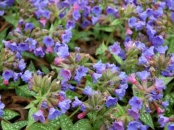 Großgeflecktes Lungenkraut 'Trevi Fountain' ® -Günstiges Erd Seele Geschäft grossgeflecktes lungenkraut trevi fountain m060112 w 4