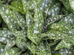 Großgeflecktes Lungenkraut 'Trevi Fountain' ® -Günstiges Erd Seele Geschäft grossgeflecktes lungenkraut trevi fountain m060112 w 5