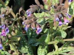 Großgeflecktes Lungenkraut 'Trevi Fountain' ® -Günstiges Erd Seele Geschäft grossgeflecktes lungenkraut trevi fountain m060112 w 6