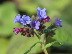 Großgeflecktes Lungenkraut 'Trevi Fountain' ® -Günstiges Erd Seele Geschäft grossgeflecktes lungenkraut trevi fountain m060112 w 7