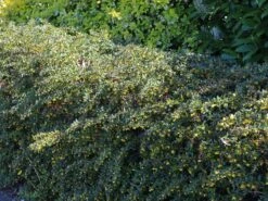 Grüne Heckenberberitze -Günstiges Erd Seele Geschäft gruene heckenberberitze m006128 w 0