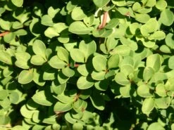 Grüne Heckenberberitze -Günstiges Erd Seele Geschäft gruene heckenberberitze m006128 w 1