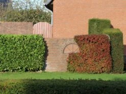 Grüne Heckenberberitze -Günstiges Erd Seele Geschäft gruene heckenberberitze m006128 w 10