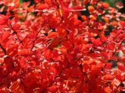 Grüne Heckenberberitze -Günstiges Erd Seele Geschäft gruene heckenberberitze m006128 w 11