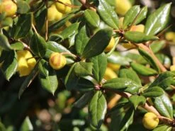 Grüne Heckenberberitze -Günstiges Erd Seele Geschäft gruene heckenberberitze m006128 w 2