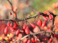 Grüne Heckenberberitze -Günstiges Erd Seele Geschäft gruene heckenberberitze m006128 w 3