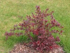 Grüne Heckenberberitze -Günstiges Erd Seele Geschäft gruene heckenberberitze m006128 w 4