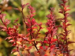 Grüne Heckenberberitze -Günstiges Erd Seele Geschäft gruene heckenberberitze m006128 w 5