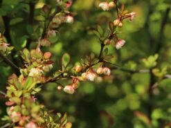 Grüne Heckenberberitze -Günstiges Erd Seele Geschäft gruene heckenberberitze m006128 w 6